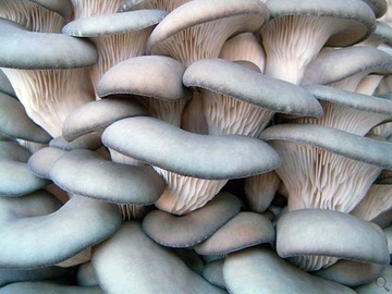 Глива (Pleurotus) - один з найбільш чудових грибів
