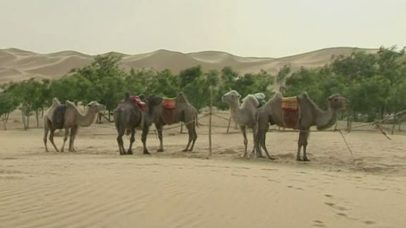 Пустеля Гобі по весні зазнає серйозних змін