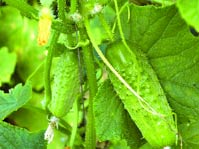 В останні роки вчені радять вирощувати огірки у відкритому грунті на шпалері