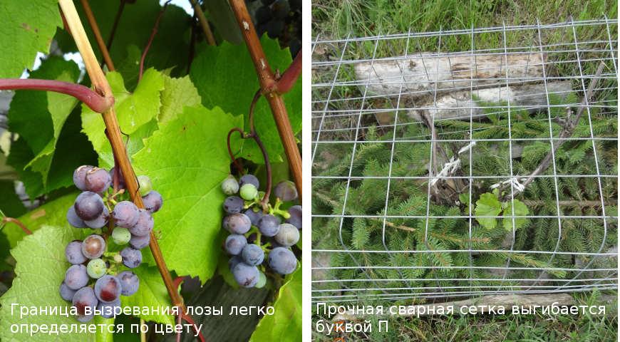 Незважаючи на те що зараз вже жовтень, середина осені, ви ще можете прискорити визрівання лози і комфортно влаштувати улюблений виноград на зиму