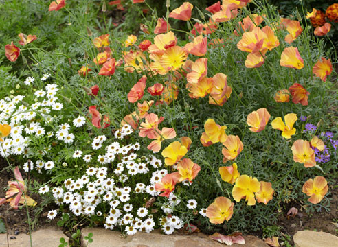 Цвітіння ешшольціі Абрикосовий шифон, вирощеної в торф'яних таблетках