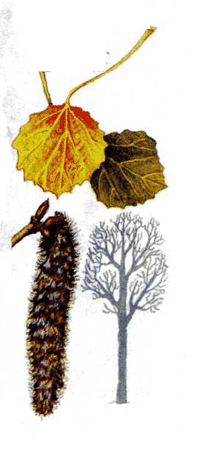Осика - дерево з сімейства вербових, зазвичай зростає в лісовій і лісостеповій зонах