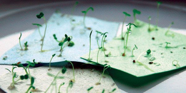 Для того щоб бути впевненими в належній якості своєї продукції, співробітники Botanical PaperWorks перевіряють кожну партію насіння на предмет проростання і цвітіння