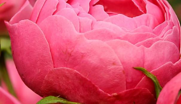 Якщо після кожної зими, незважаючи на зусилля, що докладаються, частина чайно-гібридних троянд у вашому саду підмерзає або випріває, а мати   троянди в саду   дуже хочеться, то є простий вихід - посадіть паркові троянди