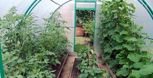 Якщо необхідно посадити ще й томати, їх відділяють від баклажанів поруч огірків