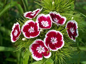 Гвоздика турецька або гвоздика бородата (Dianthus barbatus) - дворічна трав'яниста рослина з роду   гвоздика