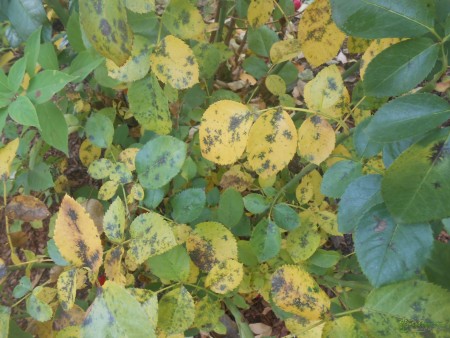 Чорна плямистість - поширене грибкове захворювання троянди, розвивається в умовах сирої теплої погоди, в загущених посадках, при надлишку азотних добрив