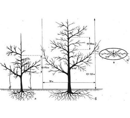 Також часто напівплощиною крона формується на невеликих ділянках, де плодові дерева через нестачу місця висаджують біля парканів та будівель