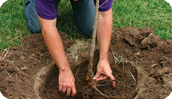 Техніка посадки саджанців: 1 - потрібно підготувати саджанець до посадки (здійснити обрізку коренів і гілок);  2 - Викопати посадкову яму