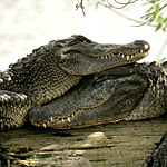 Тільки іноді крокодили можуть запливати в морську воду;  звичайно ж вони селяться на берегах річок і озер в областях з теплим і жарким кліматом