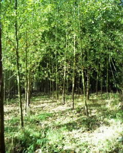 Другая интересная форма лесного хозяйства называется коппингом, которая включает в себя аккуратное и уважительное удаление длинных, тонких, низкорослых ветвей с деревьев, таких как орешник и ива, которые не наносят долговременного ущерба