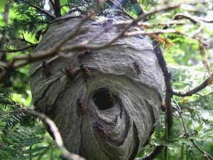 Оси на відміну від медоносних бджіл доставляють садівникам безліч клопотів