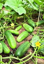 РУП «Інститут овочівництва НАН Білорусі» розробив рекомендації по вирощуванню огірків як у відкритому, так і захищеному грунті