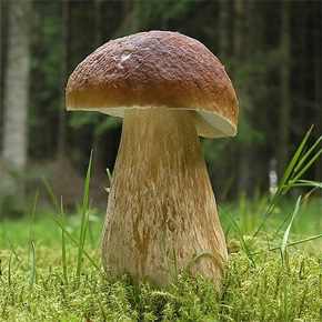 З огляду на, що білий гриб дуже любить світло, то і шукати його варто на освітлених ділянках лісах, хоча в хороші плодоносні роки його можна знайти і в неосвітленому і навіть сильно затемненому ділянці лісу
