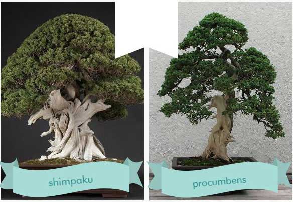 Два найбільш популярних і простих для вирощування бонсай сорти можевельніка - shimpaku (шімпаку) і procumbens nana (лежачий Нана)