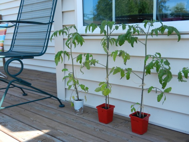 З другого тижня томати залишають на повітрі цілий день, а заносять тільки на ніч