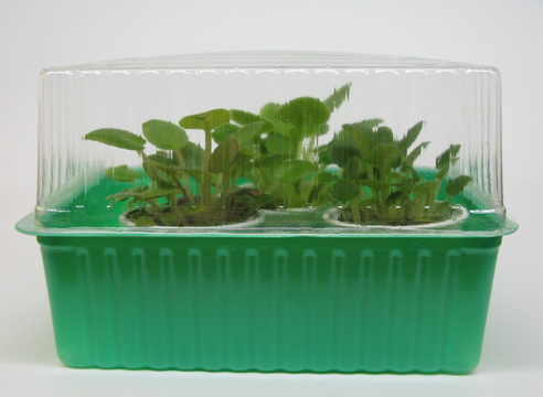 Якщо рослин небагато, їх можна тримати в прочинених міні-теплиці або будь-якому зручному контейнері