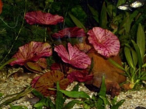 У науці рослинність називається Nymphaea lotus і, згідно з класифікацією, відноситься до великого сімейства Nymphaeaceae (кувшінкових)