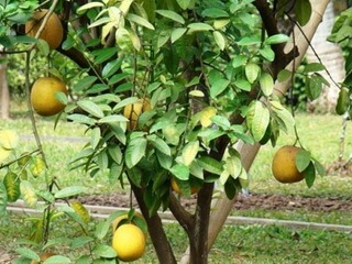 Ботанічна назва: Помело або Помпельмус, або шедок (Citrus maxima)