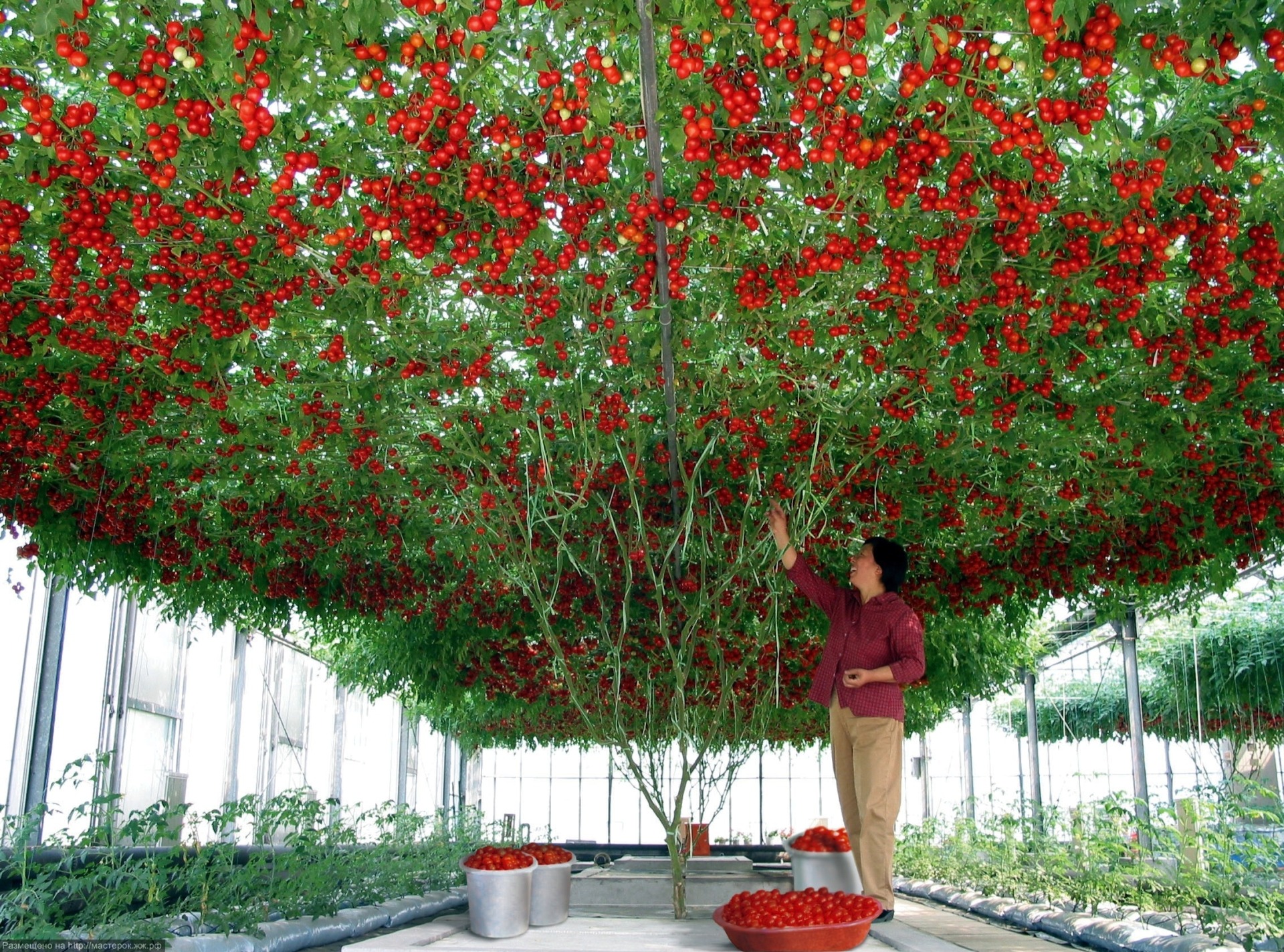 Річний урожай Спрут F1 дає просто фантастичний - близько 14 тисяч томатів, загальна вага яких дорівнює 1,5 тоннам
