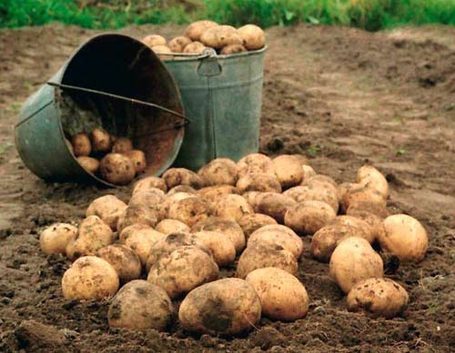 В кінці серпня починається масове збирання основних посадок картоплі та цукрової кукурудзи
