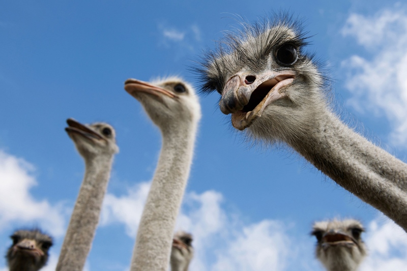 Розведення страусів в домашніх умовах останнім часом набуло значної популярності