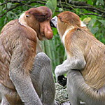 Своєю назвою ця мавпа зобов'язана величезному жахливому носі, який у самців іноді спускається до самого підборіддя