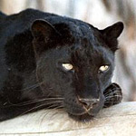 Леопард або чорна пантера